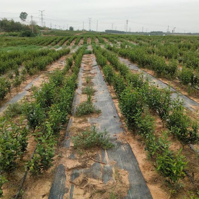 “茅山長青”茶葉項目顯實效!極端旱情未遭殃,“未雨綢繆”創奇跡
