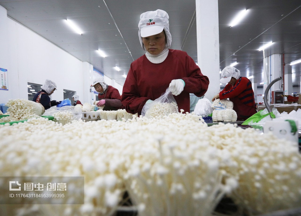 獨家:日產金針菇80噸 這個基地成江蘇之最