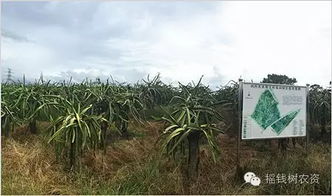 亞洲最大火龍果基地攜手搖錢樹共圖發展