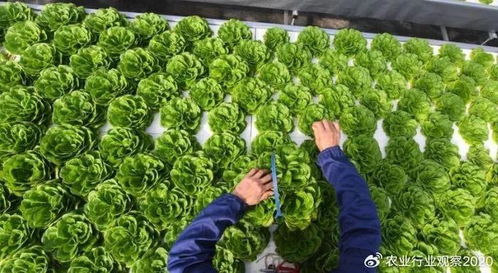農業行業觀察 未來農業,站在未來看農業,站在農業,思考未來...