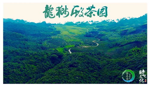 五華這個鎮的宣傳片太炫了 新鮮出爐