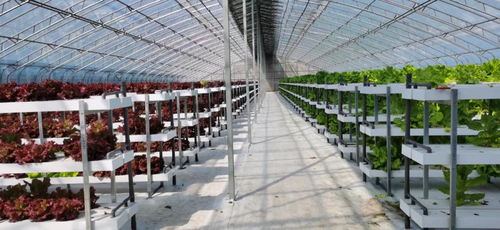 未來構想,已然走近 農業系統工廠化燃爆 視界