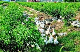 生態(tài)循環(huán)農(nóng)業(yè)升為國(guó)家戰(zhàn)略,想賺錢需要做好這幾點(diǎn)