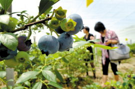藍莓俏枝頭