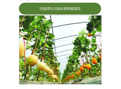 智慧農業 中智訊 武漢 科技 智慧農業畜牧管控