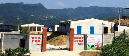 喜迎宜賓市婦女第五次代表大會 苗鄉走出的 最美 創業人 記興文縣鴻程農業生態科技開發有限責任公司董事長任思瓊