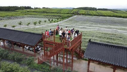 湖北安陸趙棚鎮(zhèn):小藍莓帶村民脫貧致富,昔日荒山成金山銀山