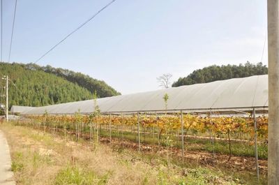 鄉村振興丨擦亮“百合小鎮”名片 撬動生態富民強區!
