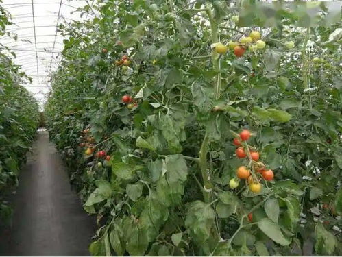喜報 我縣3家主體獲省水果產業協會表彰
