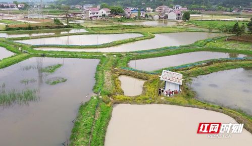 鄉村振興丨稻在水中長 蝦在稻下游