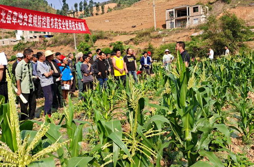 云南省丘北縣推進 綠色食品牌 綠色農業產業發展