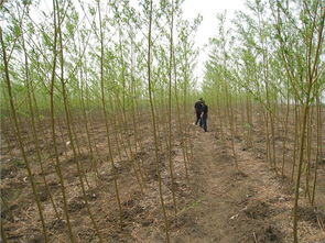 供應速生柳,河北速生柳,北京速生柳 河北依嶺生態農業開發公司 薄殼核桃苗,早實核桃苗,衛矛,金絲垂柳,國槐