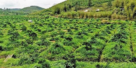 省扶貧辦調研組點贊福城街道產業扶貧